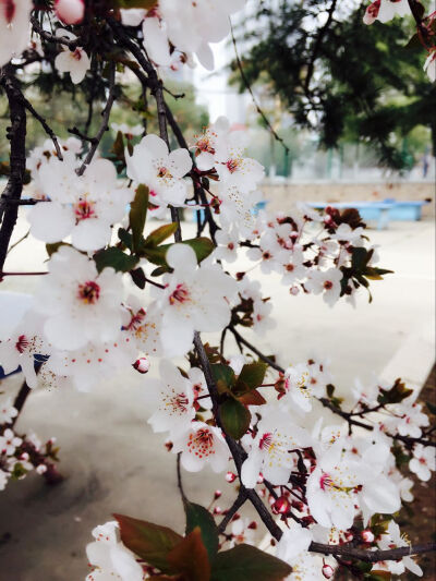 学校食堂门口的花开了。惊蛰