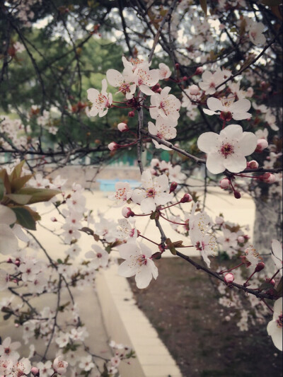 学校食堂门口的花开了。惊蛰