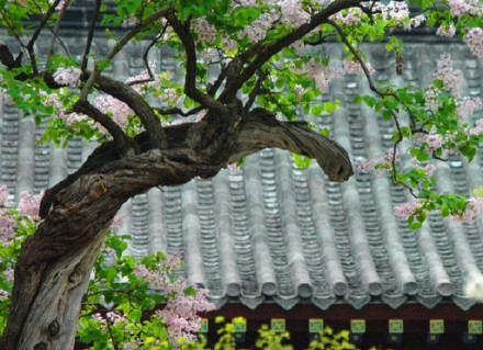 碧云红雨小楼空，春光己到销魂处。