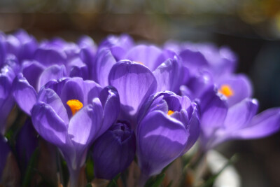 #思栩花草#番红花Crocus sativus L.，又称藏红花，这款紫红色品种为纪念品remembrance。番红花略带清香，几乎埋没于身边风信子的浓郁香味中。这几日花姑娘们竞相绽放，拍照难度却增加不少，要知道，蜂先生不是好惹的…