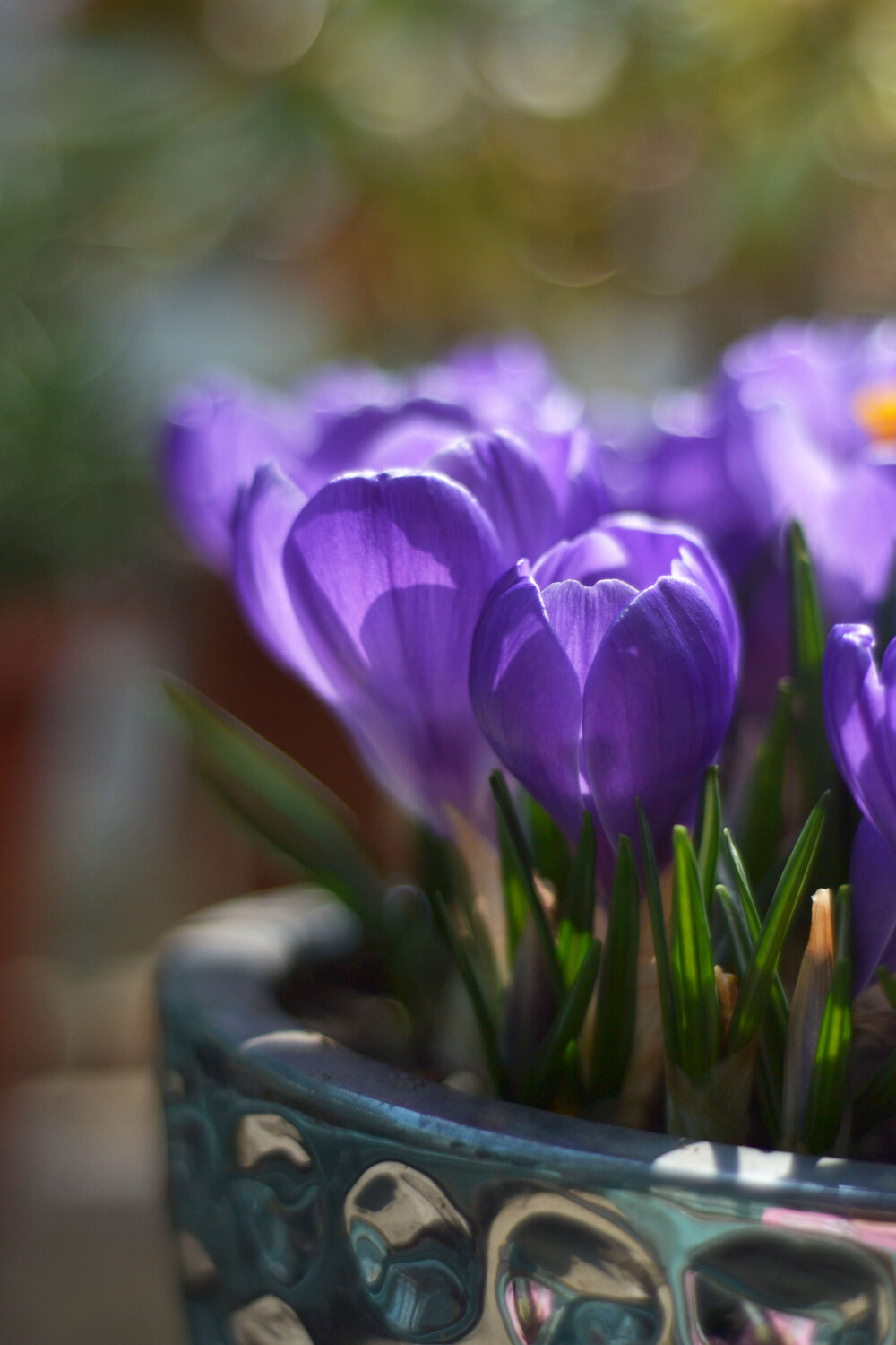 #思栩花草#番红花Crocus sativus L.，又称藏红花，这款紫红色品种为纪念品remembrance。番红花略带清香，几乎埋没于身边风信子的浓郁香味中。这几日花姑娘们竞相绽放，拍照难度却增加不少，要知道，蜂先生不是好惹的，边拍边躲