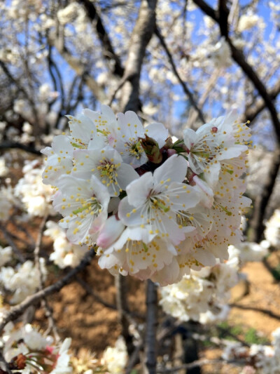 春天 樱桃花 樱花 