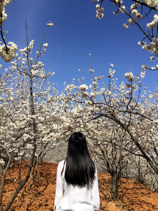 樱花 樱桃花 春天