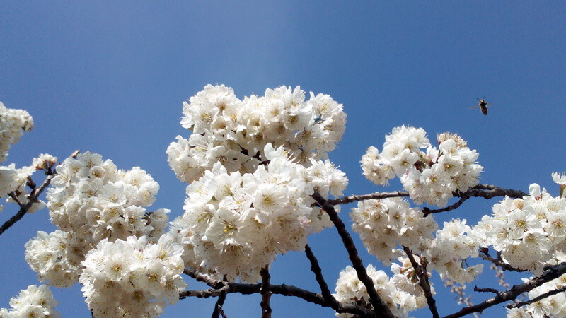 樱花 樱桃花 春天