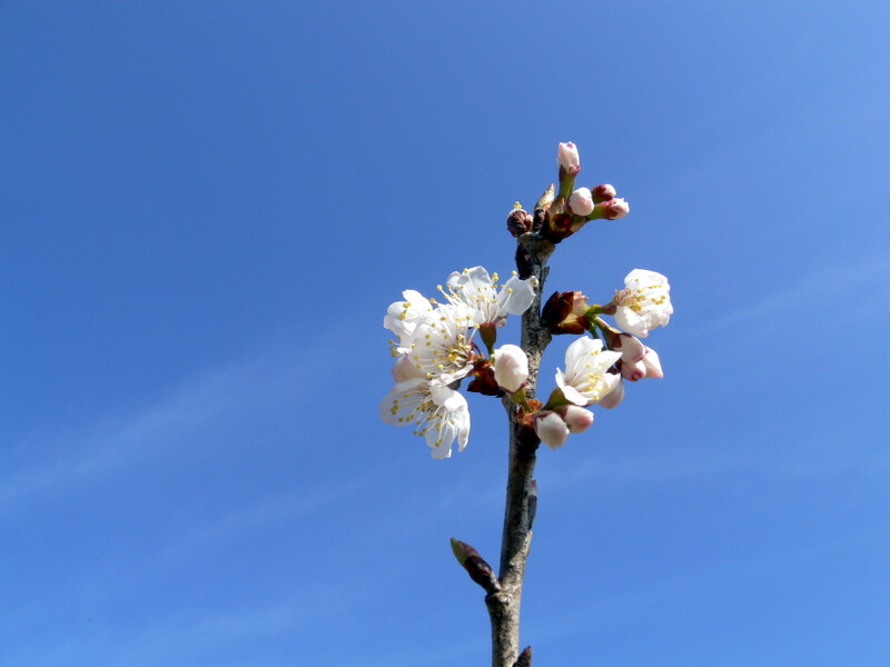 樱花 樱桃花 春天