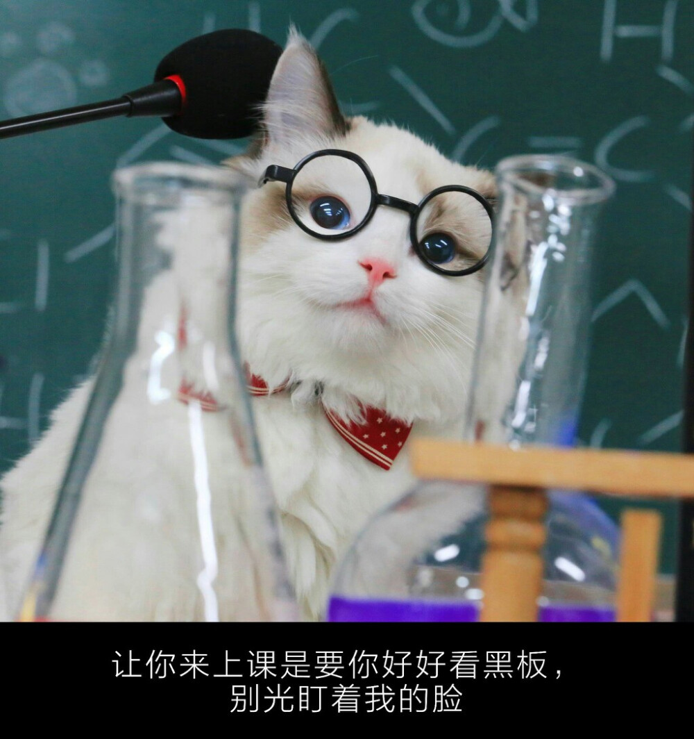 来自微博cr郭斯特 这是她的小狐狸 猫咪写真组图萌瞎了XDD猫咪老师@璟无chichu