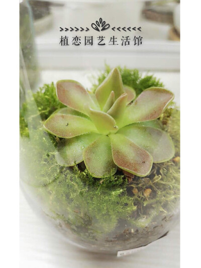 ｛植恋园艺生活馆·食虫植物｝