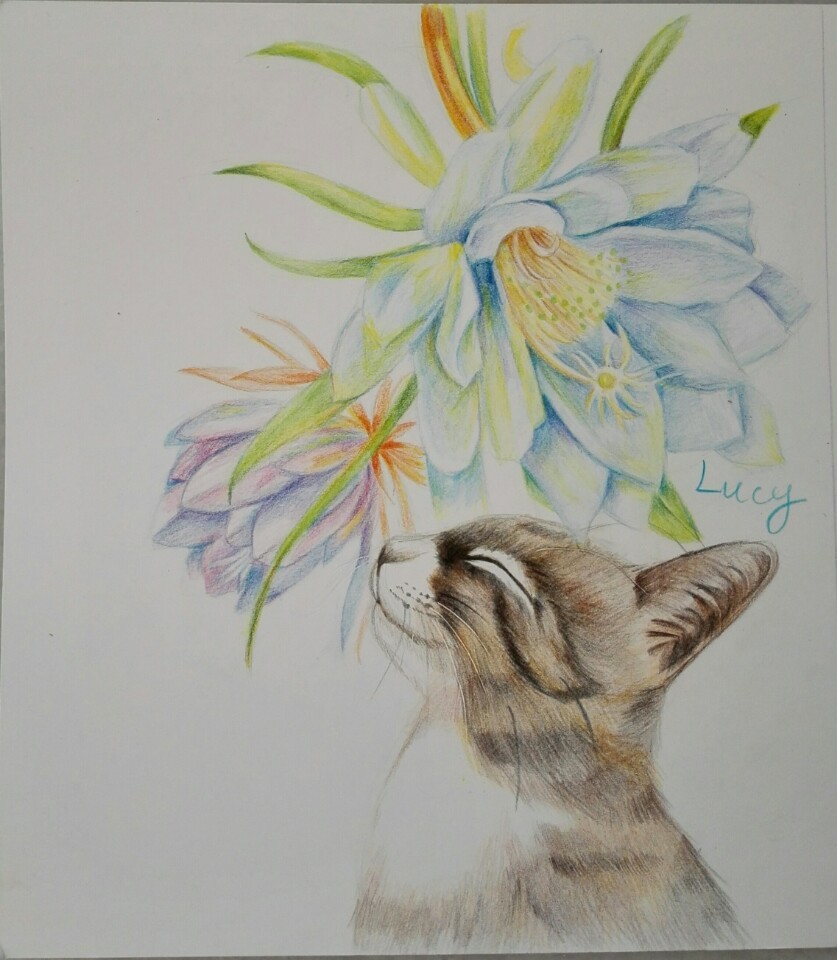 花与猫咪彩铅