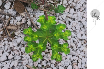 绿意盎然，是早春的温柔，像极了回忆里的夏天，你在树荫下粲然的笑