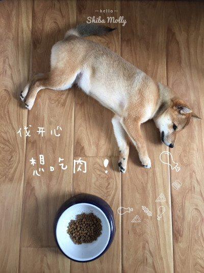 柴犬