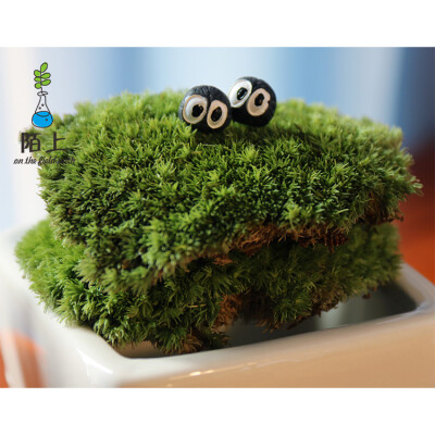 DIY微景观园艺生态瓶迷你创意盆栽植物 苔藓 青苔 小发白藓 陌上