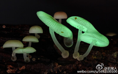 Steve Axford 拍摄的荧光小菇 Mycena chlorophos