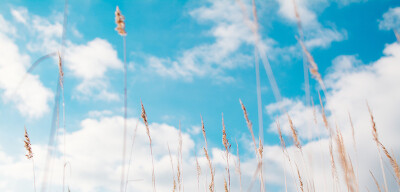 蓝天白云霞的稻草 清新的天空