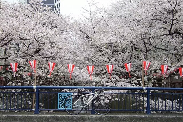 东京都赏樱穴場
▼目黑川
生无憾的感觉，来樱花季的目黑川走一走