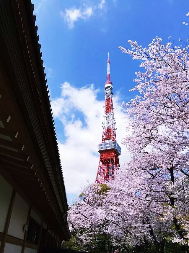 东京都赏樱穴場
▼增上寺
上寺——江户幕府德川家的灵庙之一，在日本算是有名的大寺了。然而春天的增上寺浮现出的是樱花与铁塔的绝妙搭配