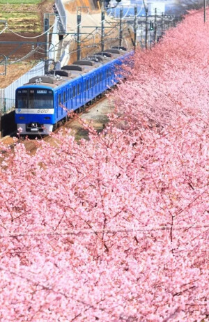 东京都赏樱穴場
▼静冈县｜河津桜まつり
从东京车站出发，乘坐特快列车大概2小时30分钟车程吧，你就可以来到以温泉而闻名的伊豆河津町了。在河津町，从二月上旬开始到三月下旬，每年都可以欣赏到粉嫩的樱花缤纷烂漫，竞相盛开的美景，日本人称之为 “河津桜まつり”。