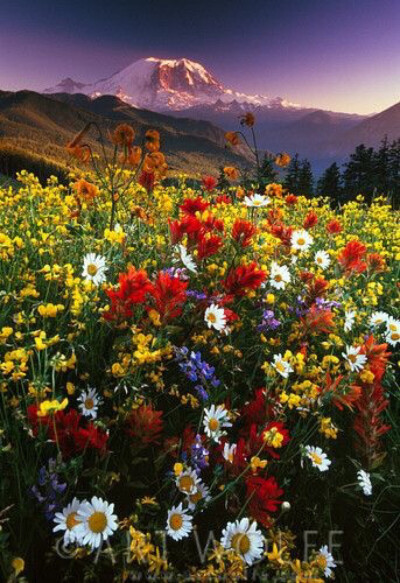 Mount Rainier