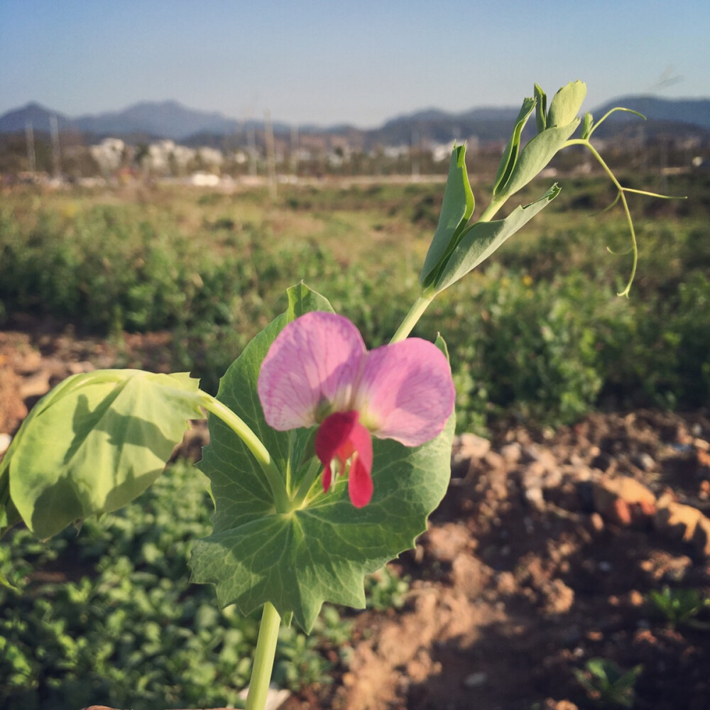 豌豆花