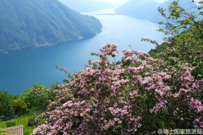 3月到5月，瑞士南方提契诺州(Ticino)到处花枝招展，是个名符其实的花花世界。[嘻嘻] 本州最有名的是早春盛开的山茶花，色彩浓烈，开得奔放！其他种类人工种植或是野生的花，也都美不胜收，与马焦雷湖畔(Lago Maggior…