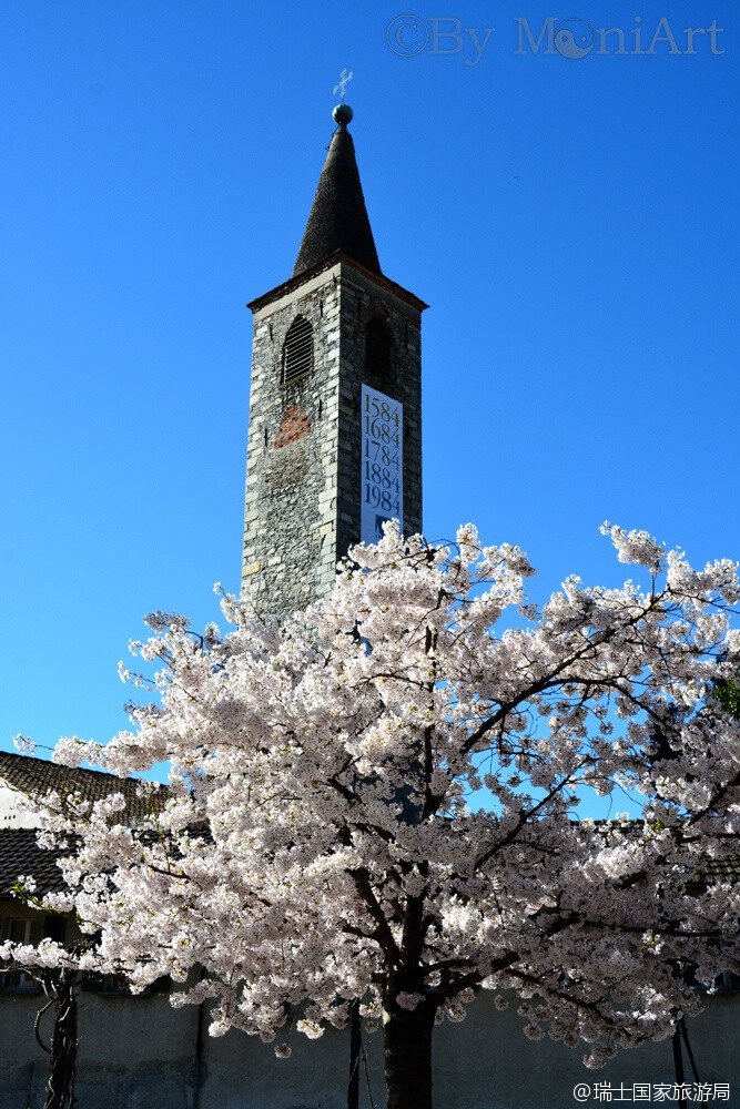 3月到5月，瑞士南方提契诺州(Ticino)到处花枝招展，是个名符其实的花花世界。[嘻嘻] 本州最有名的是早春盛开的山茶花，色彩浓烈，开得奔放！其他种类人工种植或是野生的花，也都美不胜收，与马焦雷湖畔(Lago Maggiore)的高大棕榈树完美相配。提契诺州是日光之州，亚热带植物与花都热爱这里。