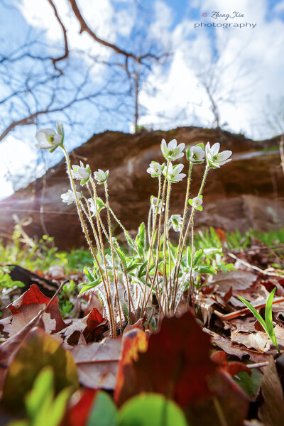 Anemone hepatica獐耳细辛