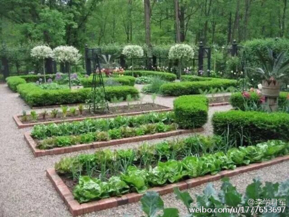 【城市菜园成为一道风景】如果你有一个洒满阳光的阳台，一处绿草茵茵的小院子，一片开阔的屋顶，用来种花好，种菜更好，花可欣赏，而蔬菜也同样可以有翠枝绿叶和硕果累累，还可以吃上自己种的无公害绿色蔬菜，既是美景也是美食，也许你从来没想过菜园子可以这么美。