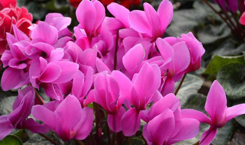 仙客来（Cyclamen persicum Mill.），别名萝卜海棠、兔耳花、兔子花、一品冠、篝火花、翻瓣莲，是报春花科、仙客来属多年生草本植物，叶片由块茎顶部生出，心形、卵形或肾形，叶片有细锯齿，叶面绿色，具有白色或灰色晕斑，叶背绿色或暗红色，叶柄较长，红褐色。仙客来是一种普遍种植的鲜花，适合种植于室内花盆，冬季则需温室种植。仙客来的某些栽培种有浓郁的香气，而有些香气淡或无香气。“仙客来”一词来自学名Cyclamen的音译。仙客来是山东省青州市的市花，也是1995年天津举办的第43届世界乒乓球锦标赛的吉祥物。