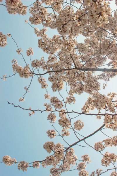 樱花开了