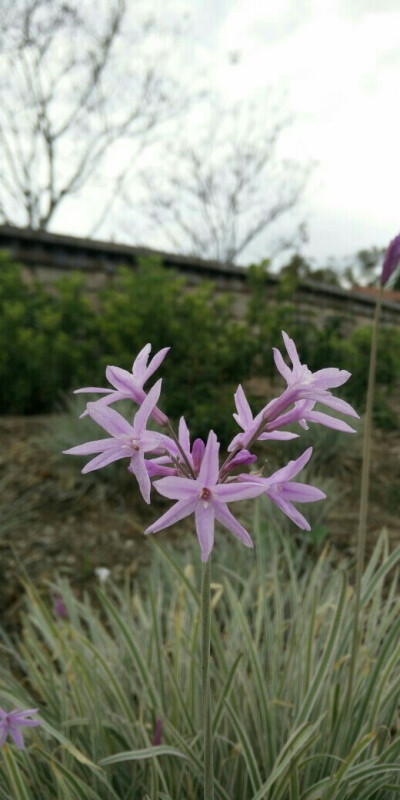 沙漠小花