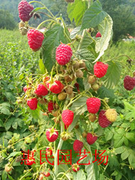 双季（ Double quaternary red raspberry ）,为英国东茂林试验站选育的夏秋两季结果型红树莓品种，它的1年生枝（当年生枝）在当年秋季结果，2年生枝在夏季结果。经对比试验，发现中林三号（大双季）品种果实大、硬度…