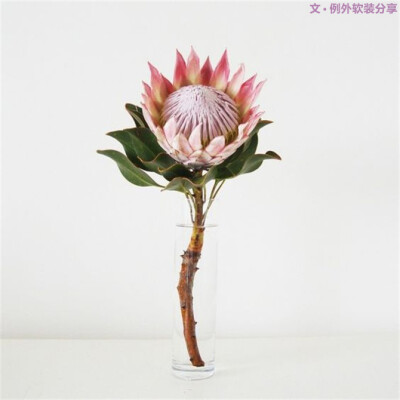  它是一株久开不败的“奇葩”
Protea cynaroides