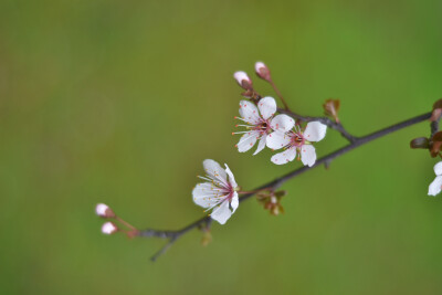 #思栩花草#小区里的一抹粉色浪漫，这几日总是远远瞥见，今天赶紧靠近了一睹美妙芳颜