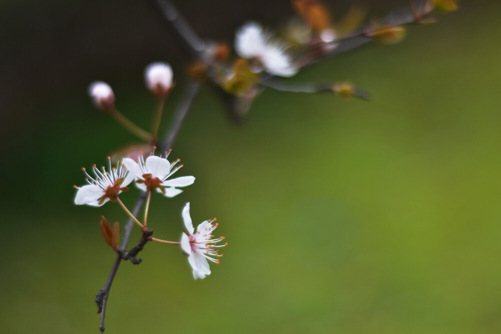 #思栩花草#小区里的一抹粉色浪漫，这几日总是远远瞥见，今天赶紧靠近了一睹美妙芳颜
