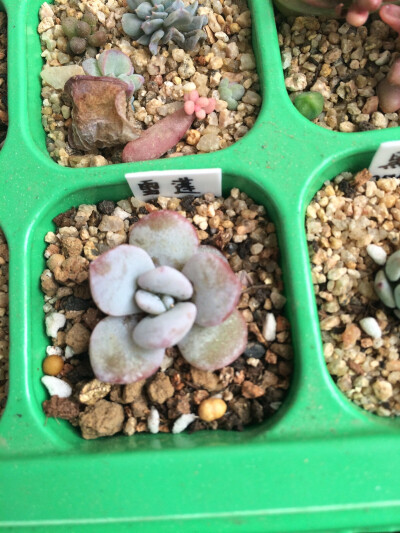 雪莲 2016-2-23～2016-3-6
雪莲 Echeveria laui 라우이