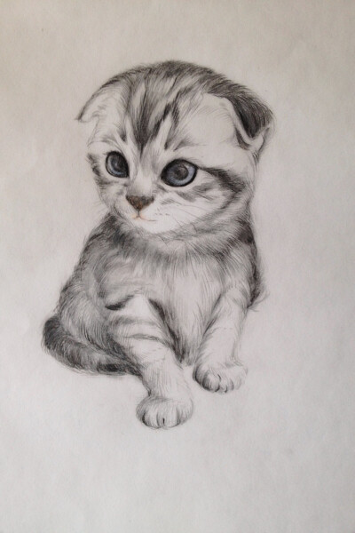 猫咪手绘作品 你 有朋友 有亲人 有学业 有娱乐 而它只有你 ——by悠利宠物店