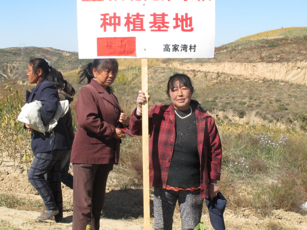 榆林上盐湾镇，秋天收获时，兴高采烈的农户