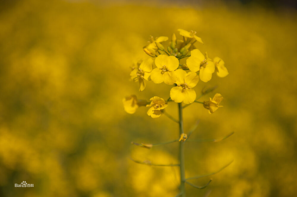 油菜花，别名芸薹，拉丁文名Brassica campestris，原产地在欧洲与中亚一带，植物学上属于一年生草本植物，十字花科。在我国集中在江西婺源篁（huáng）岭和江岭万亩梯田油菜花、云南罗平平原油菜花、青海门源高原油菜花等