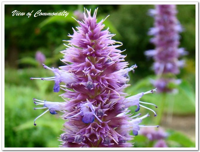 藿香，学名：Agastache rugosa （Fisch. et Mey.）O. Ktze.；又名：合香、苍告、山茴香等，属唇形目，唇形科多年生草本植物，茎直立，高0.5~1.5m，四棱形，粗达7~8mm，叶心状卵形至长圆状披针形，花冠淡紫蓝色，长约8mm，成熟小坚果卵状长圆形，长约1.8mm，宽约1.1mm，花期6~9月，果期9~11月。