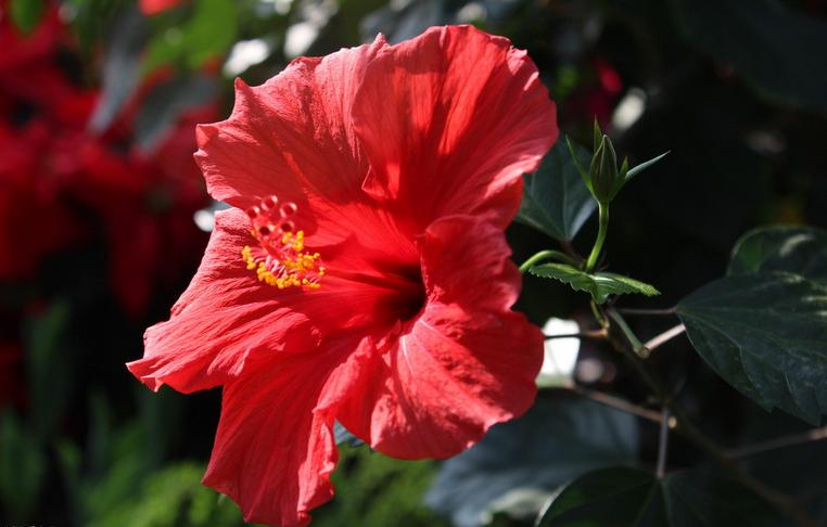 朱槿（学名：Hibiscus rosa-sinensis Linn. ）：又名扶桑、佛槿、中国蔷薇。由于花色大多为红色，所以中国岭南一带将之俗称为大红花。常绿灌木，高约1-3米；小枝圆柱形，疏被星状柔毛。叶阔卵形或狭卵形，两面除背面沿脉上有少许疏毛外均无毛。花单生于上部叶腋间，常下垂；花冠漏斗形，直径6-10厘米，玫瑰红色或淡红、淡黄等色，花瓣倒卵形，先端圆，外面疏被柔毛。蒴果卵形，长约2.5厘米，平滑无毛，有喙。花期全年。