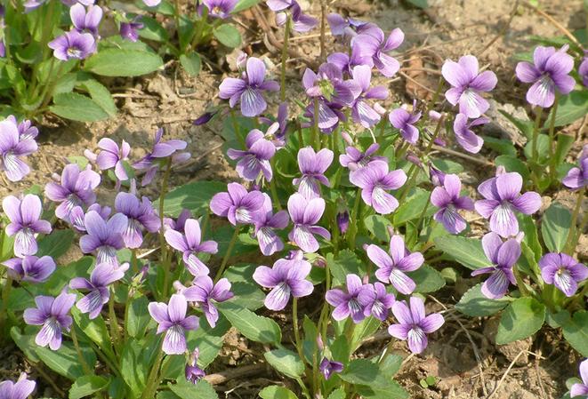 紫花地丁（学名：Viola philippica），别名野堇菜、光瓣堇菜等。多年生草本，属侧膜胎座目，堇菜科多年生草本，无地上茎，高4~14cm，叶片下部呈三角状卵形或狭卵形，上部者较长，呈长圆形、狭卵状披针形或长圆状卵形，花中等大，紫堇色或淡紫色，稀呈白色，喉部色较淡并带有紫色条纹；蒴果长圆形，长5~12mm，种子卵球形，长1.8mm，淡黄色。花果期4月中下旬至9月。