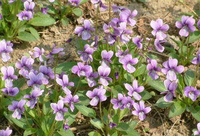 紫花地丁（学名：Viola philippica），别名野堇菜、光瓣堇菜等。多年生草本，属侧膜胎座目，堇菜科多年生草本，无地上茎，高4~14cm，叶片下部呈三角状卵形或狭卵形，上部者较长，呈长圆形、狭卵状披针形或长圆状卵形…