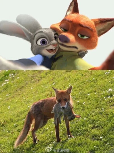 电影 疯狂动物城 迪士尼 Zootopia 这才是真相！！！ 图转微博