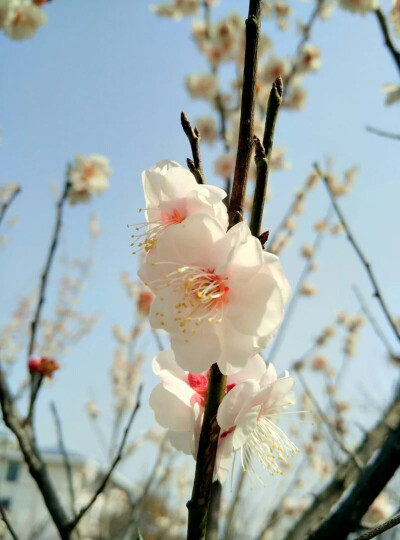 在南京#植物#风景#春