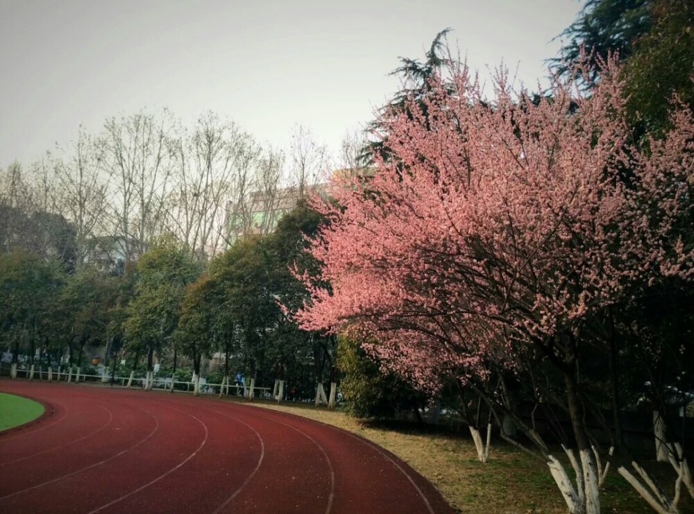 在南京#植物#风景#春