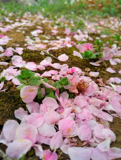 在南京#植物#风景#春