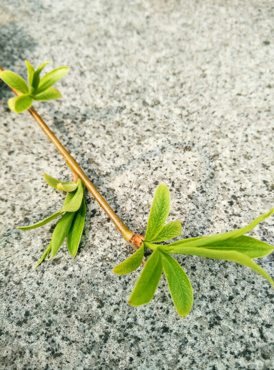 在南京#植物#风景#春