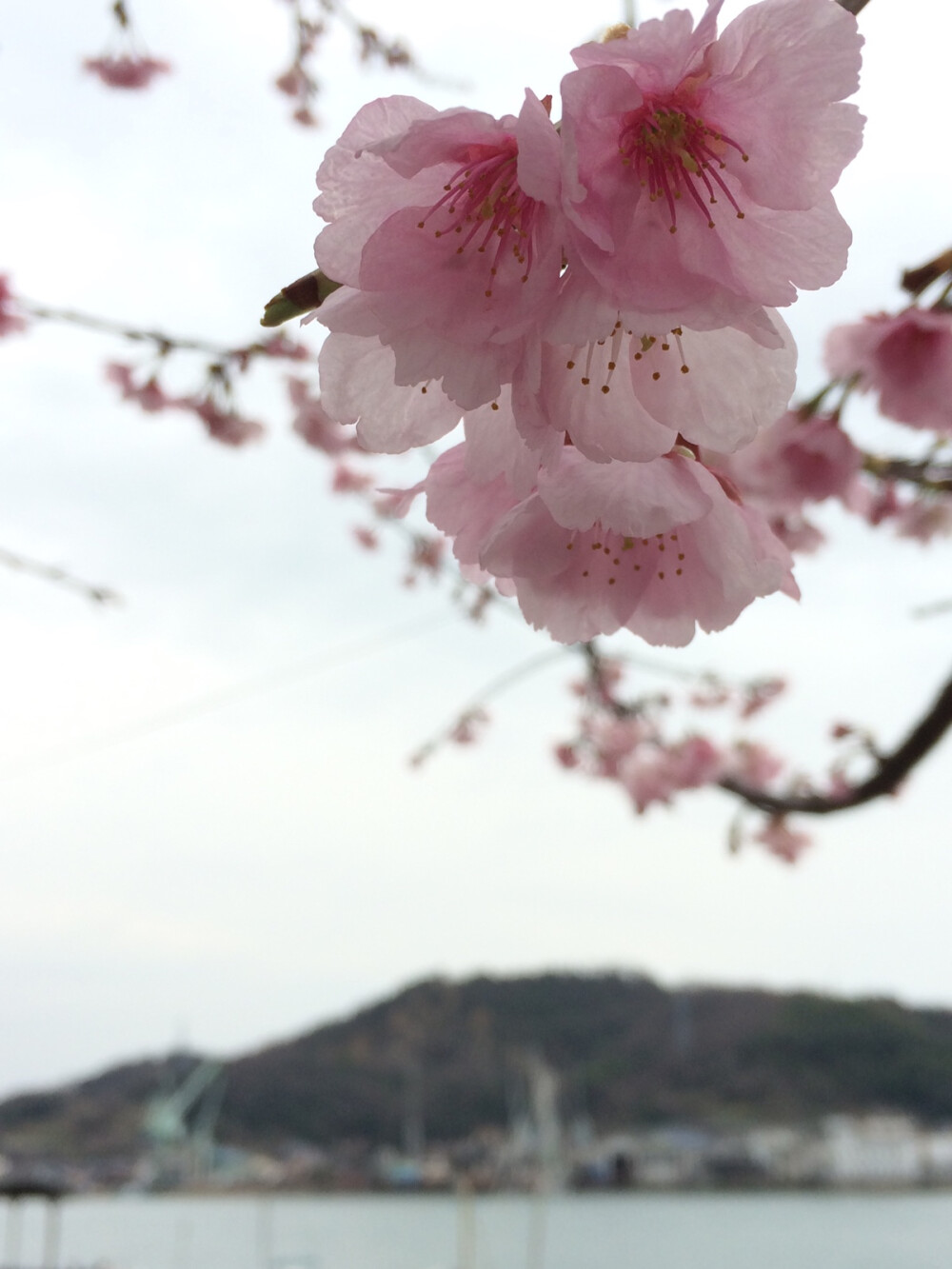 2016 尾道 樱花