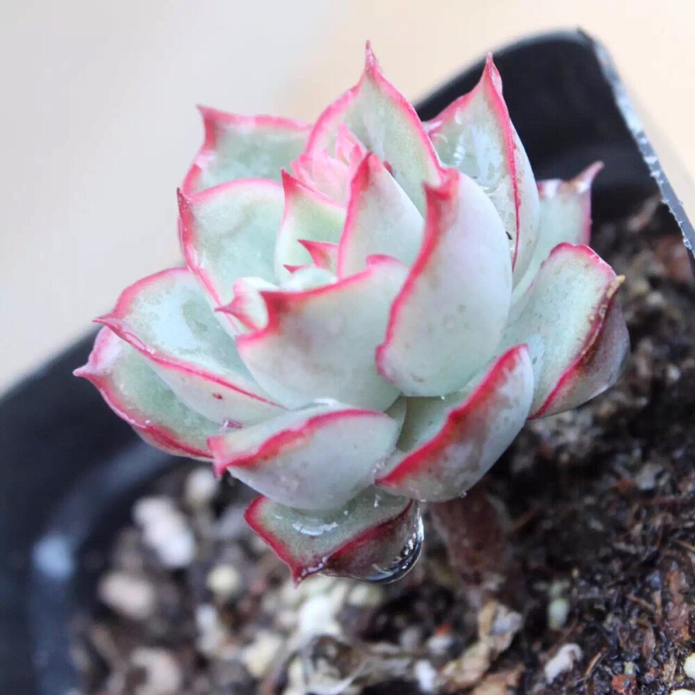 多肉植物-月光女神