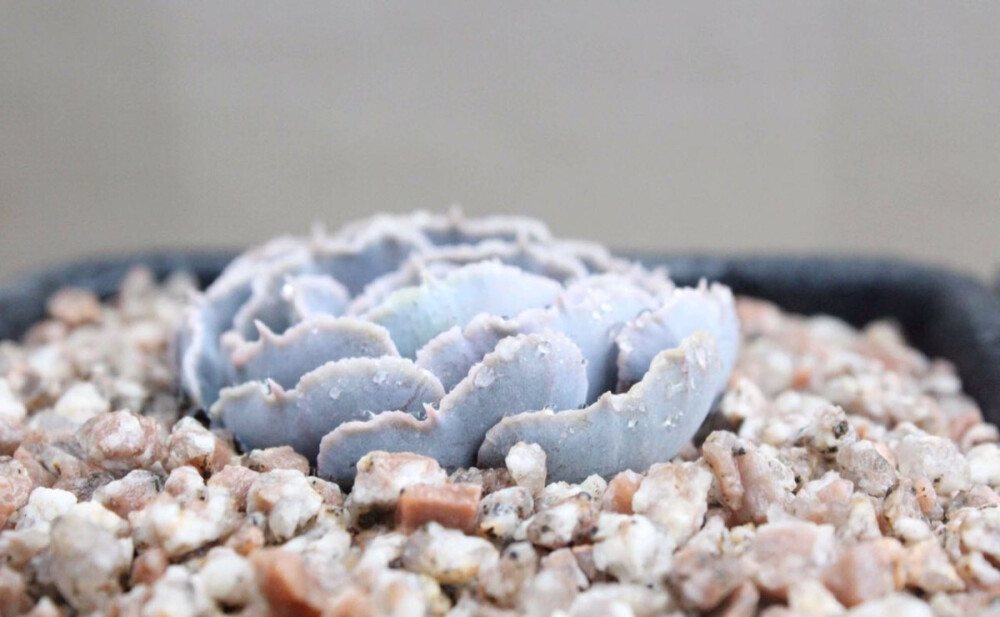 多肉植物-沙漠之星