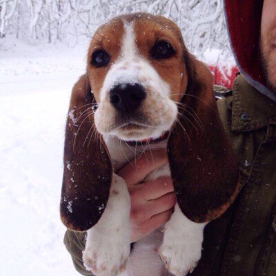 小巴吉度猎犬